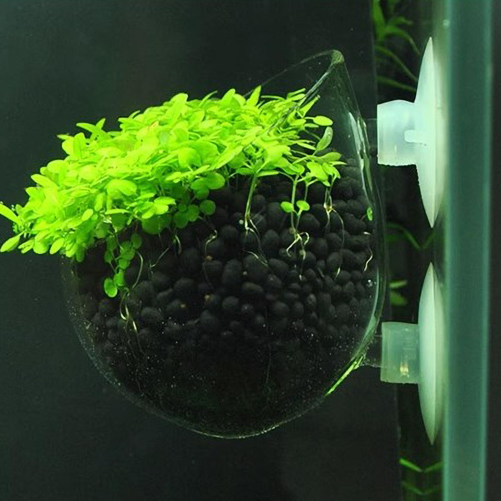 Terrarium Glass Bottle - Aquarium Plant Holder Glass Aquatic Plant