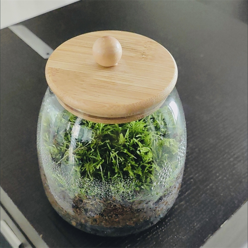 Micro Landscape Moss Glass Bot - Terrarium Glass Bottle ulasan dan harga