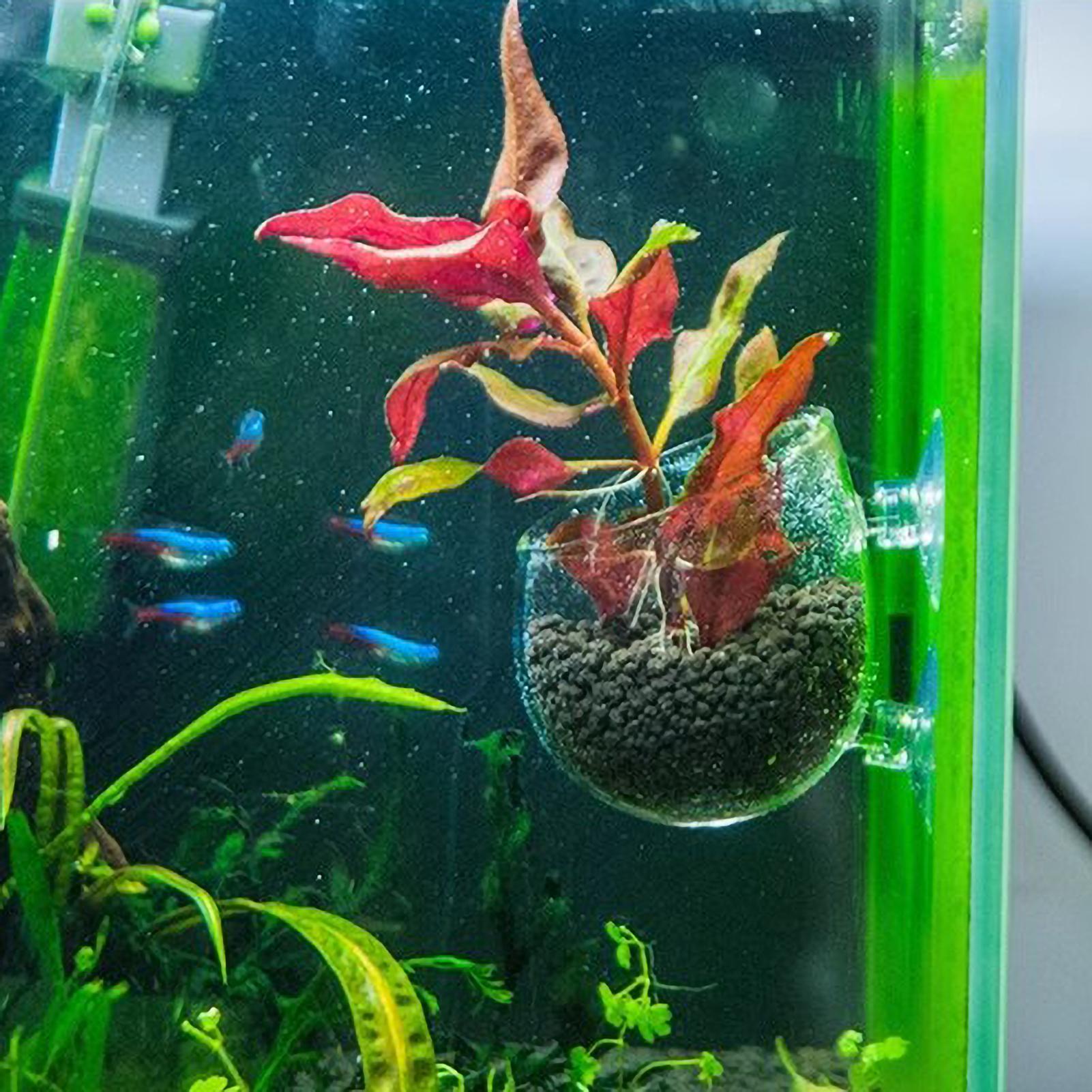Aquarium Plant Holder Glass Aq - Terrarium Glass Bottle ulasan dan harga