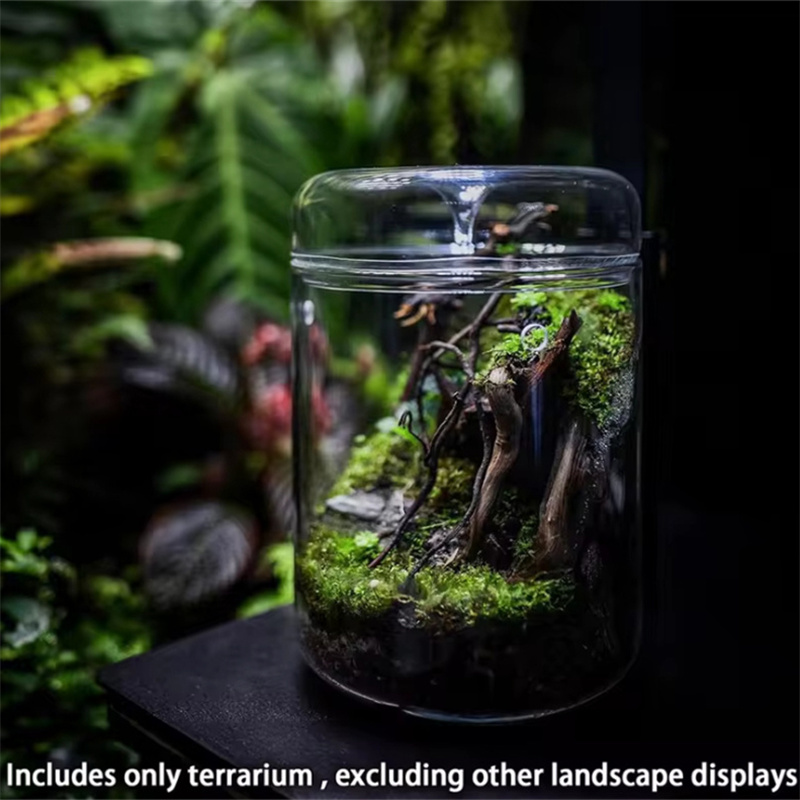 Glass Bottles Creativity Dew C - Terrarium Glass Bottle ulasan dan harga